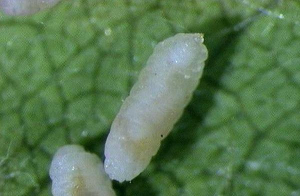 Larva di Afide grigio del pero