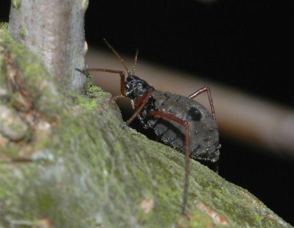 Afide nero del castagno - Lachnus roboris