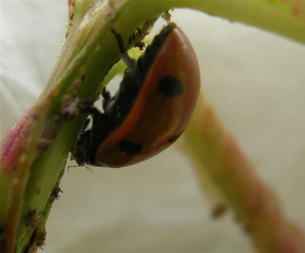 Coccinella che preda un afide sigaraio del pesco