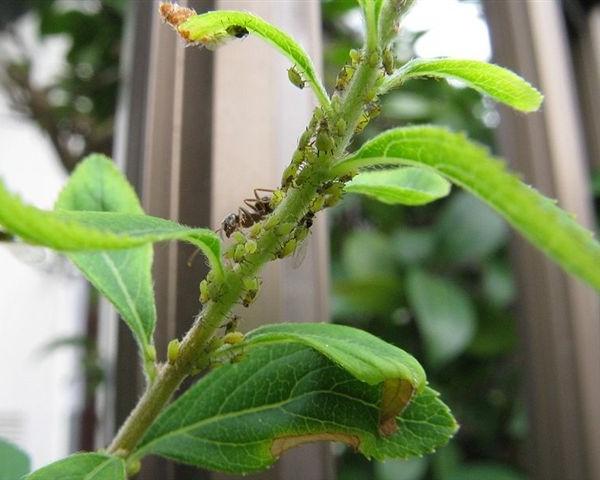 Afide verde degli agrumi - Aphis citricola