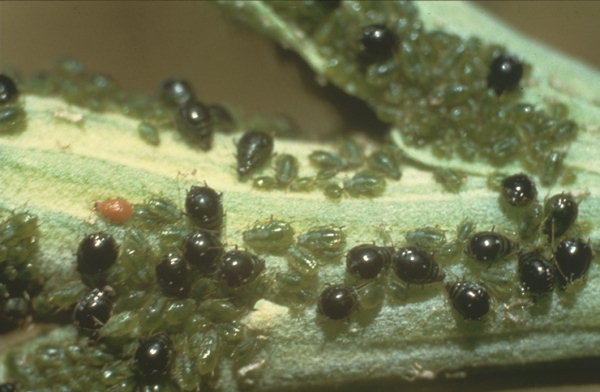 Colonia di Brachycaudus cardui