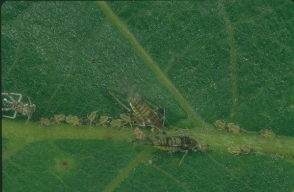 Afide del noce - Chromaphis juglandicola