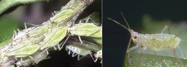 Afidi della fragola - Macrosiphum euphorbiae