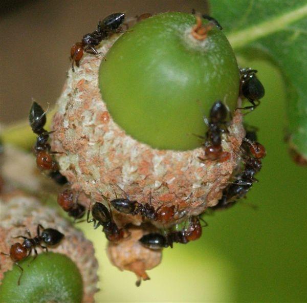 Formiche e Afidi della quercia