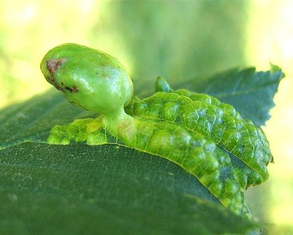 Galla di Tetraneura ulmi