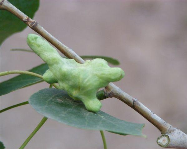 Galla di Pemphigus vesicarius