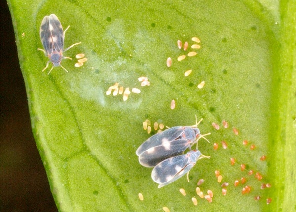Adulti e uova di Aleurocanthus spiniferus