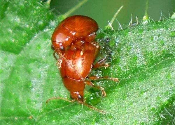 Altica del carciofo Sphaeroderma testaceum Fabr.