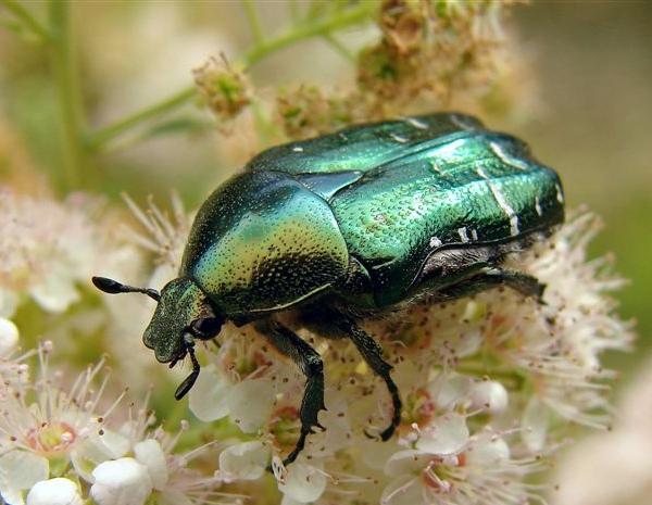 Cetonia dorata - Cetonia aurata L.