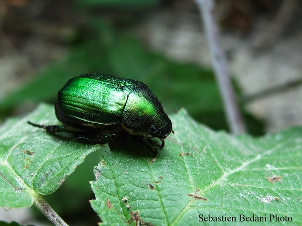 Cetonia dorata - Cetonia aurata L.