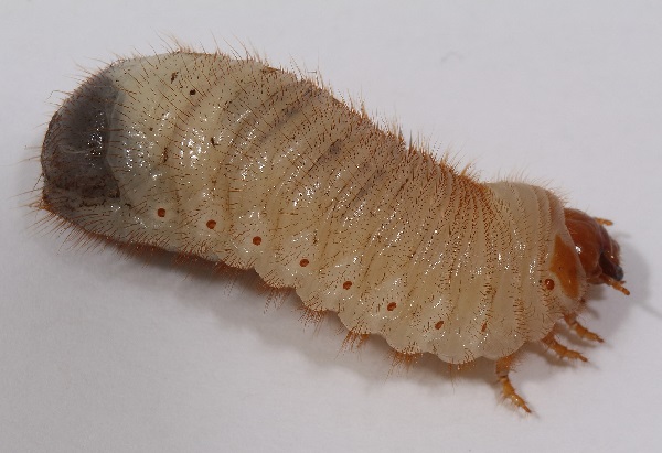 Larva di Cetonia dorata