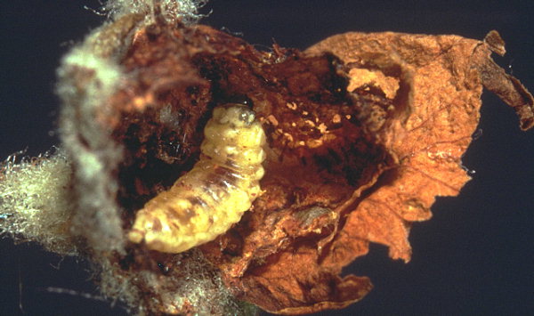 Larva di Antonomo del melo