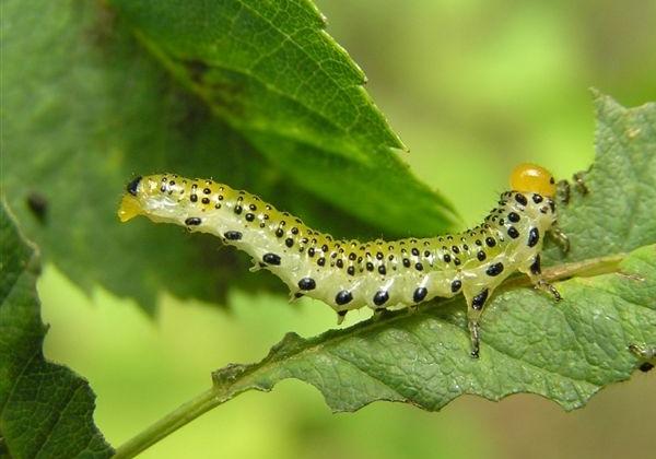 Larva di Argide della rosa