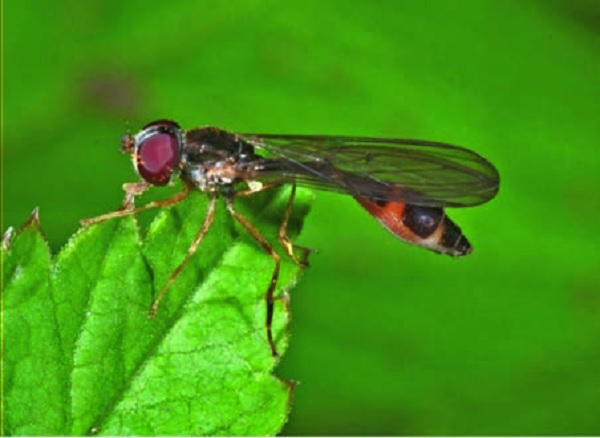 Baccha elongata