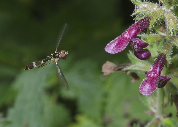 Baccha elongata