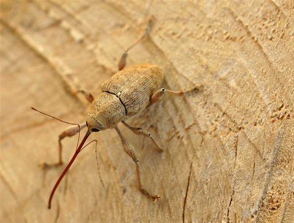 Adulto di Balanino delle castagne - Curculio elephas Gyll.