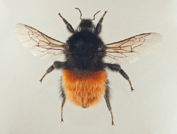 Bombus alpinus