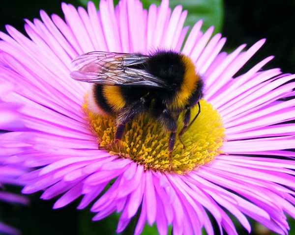 Bombus alpinus