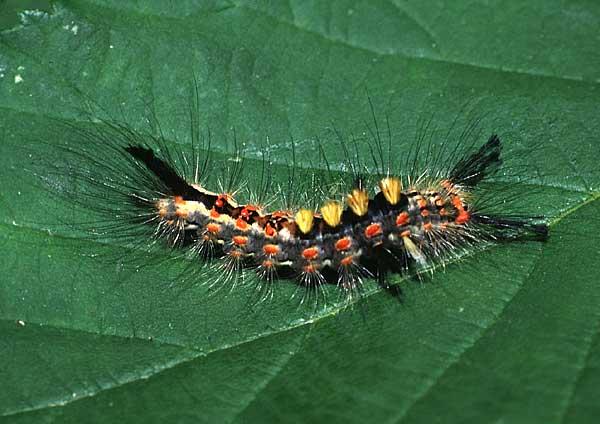 Larva di Bombice antico o Orgia