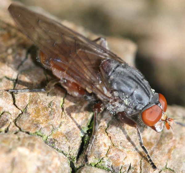 Brachyopa bicolor