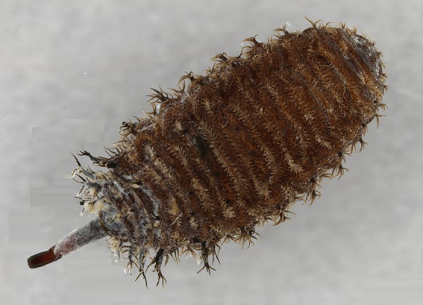Larva di Brachyopa bicolor