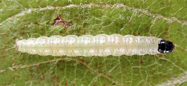 Larva di Cacecia dei fruttiferi - Archips podanus