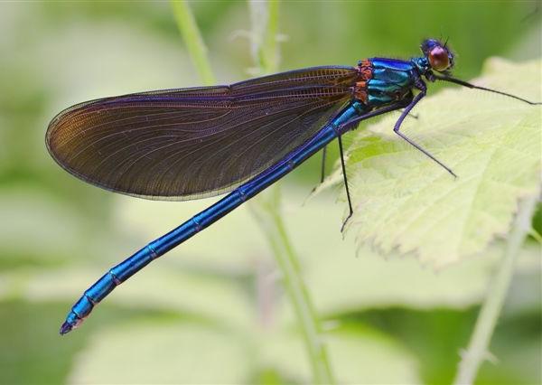 Calotterice vergine - Calopteryx virgo L.