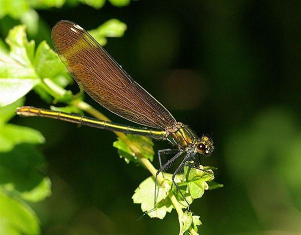 Femmina di Calotterice vergine - Calopteryx virgo L.