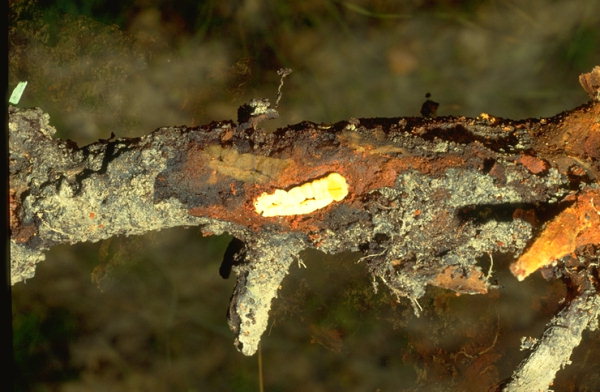 Larva di Capnodio