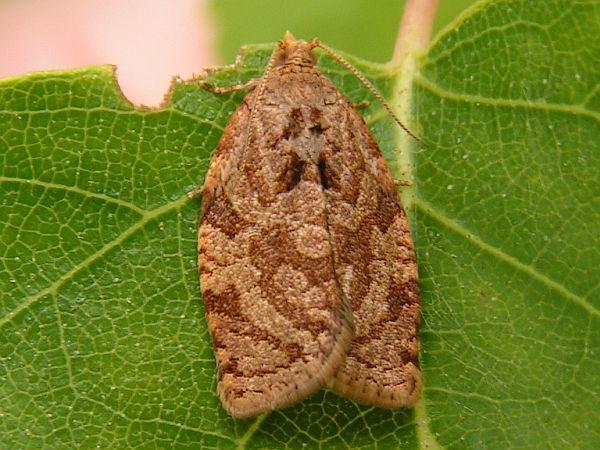 Capua - Adoxophyes reticulana