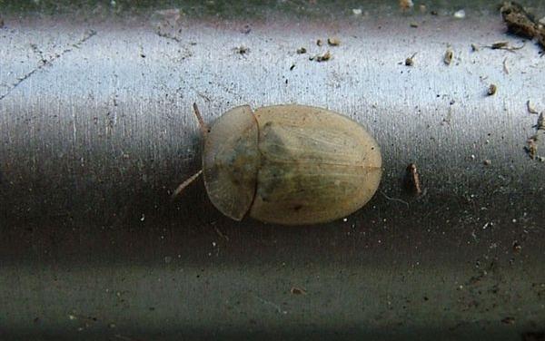 Cassida del carciofo - Cassida deflorata Suffr.