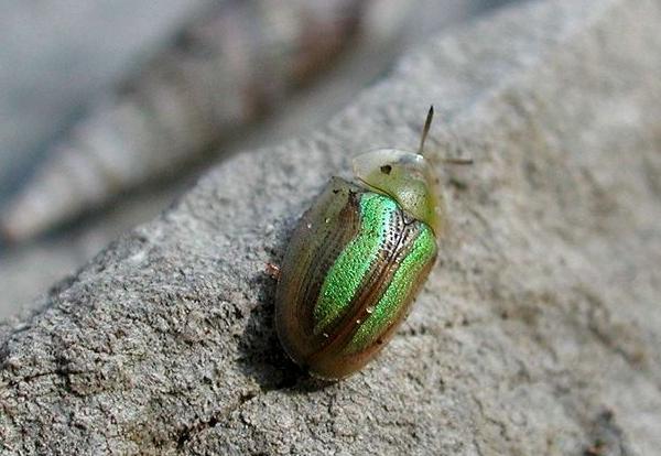 Cassida della bietola