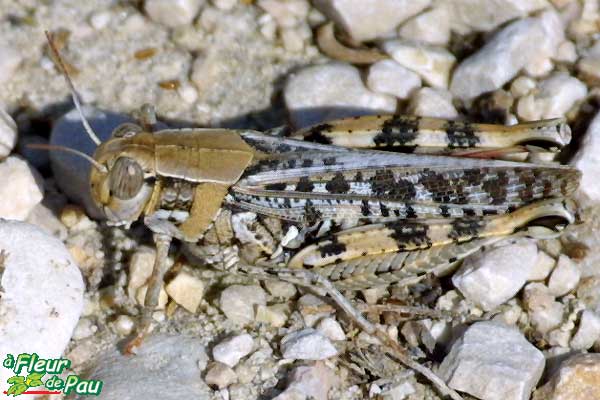 Grillastro o Cavalletta crociata - Dociostaurus maroccanus (Thumb.)