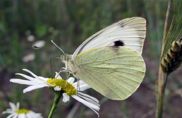 Cavolaia - Pieris brassicae L.