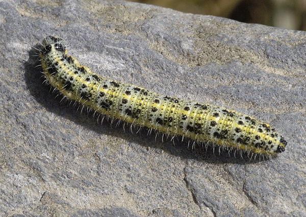 Larva di Cavolaia - Pieris brassicae L. 