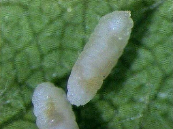 Larva di cecidomia fogliare del pero