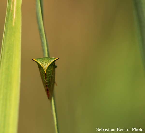 Cicadella bufalo - Stictocephala bisonia