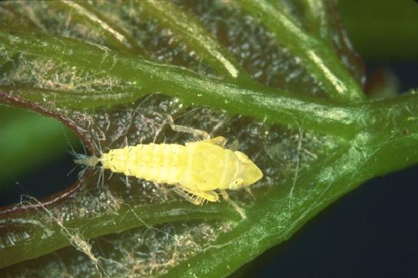 Cicalina della flavescenza dorata - Scaphoideus titanus