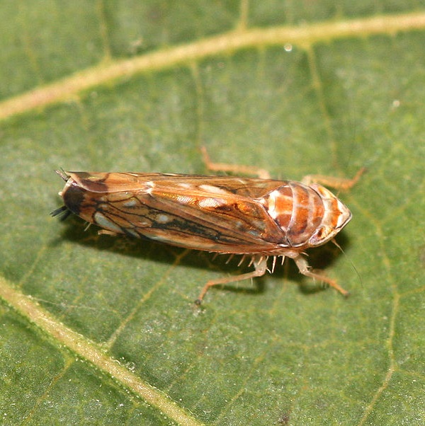 Cicalina della flavescenza dorata - Scaphoideus titanus