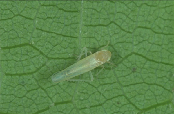Cicalina verde - Empoasca vitis