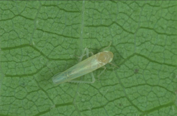 Cicalina verde - Empoasca vitis