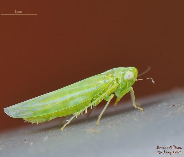 Cicalina verde - Empoasca vitis