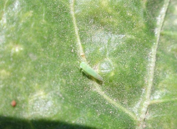 Adulto di Cicalina verde degli agrumi