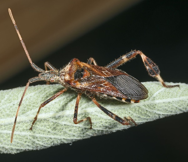 Cimice americana dei pini 