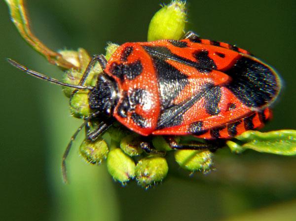 Cimice dei cavolfiori