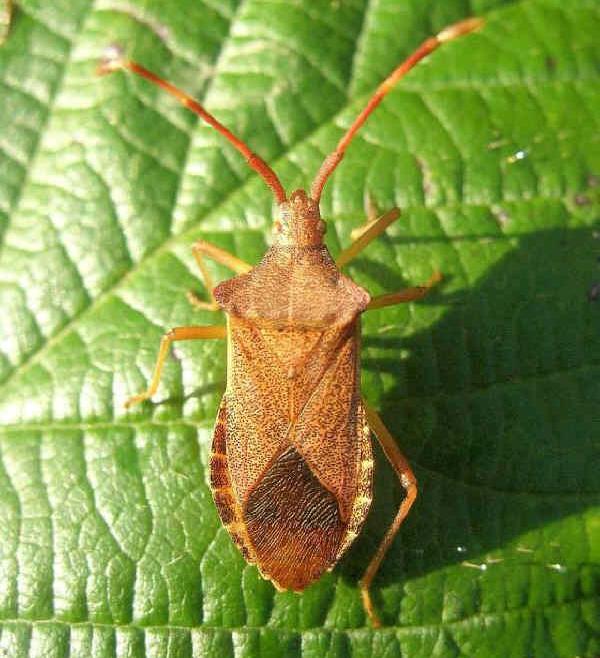 Entomologia Agraria Cimice Del Nocciolo