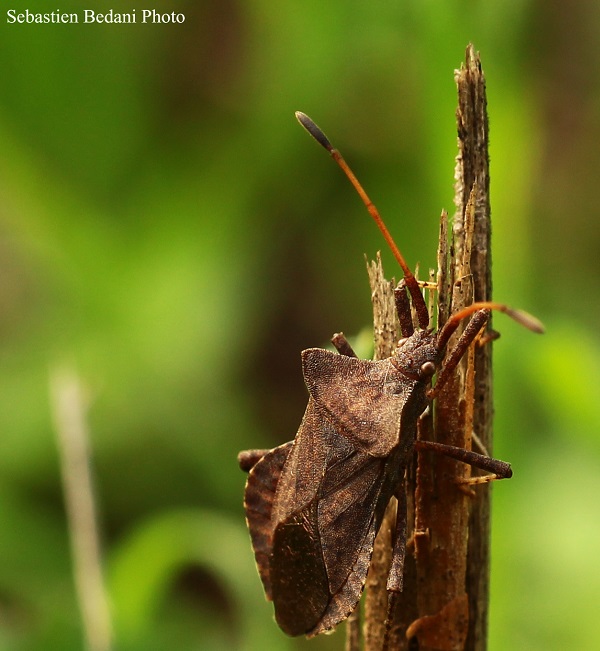 Cimice del nocciolo