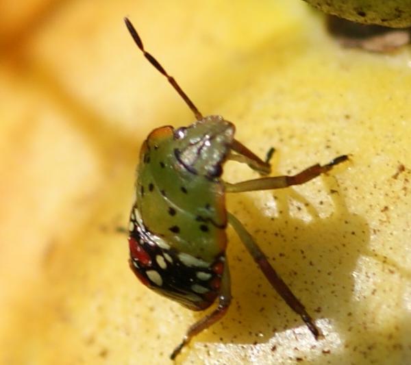 Cimice verde allo stadio di ninfa finale mentre punge