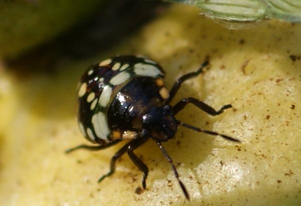 Neanide di Cimice verde