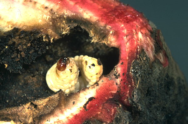Larva di Cleono della bietola